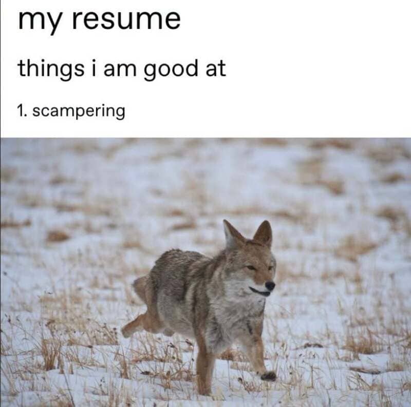 Humorous meme with a coyote in snow, titled 'my resume' listing 'scampering' as a skill.