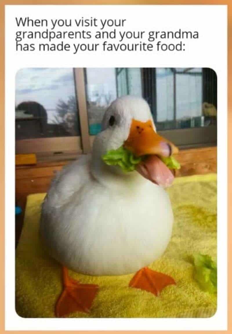 Duck with lettuce in its beak, funny face, on a yellow towel.