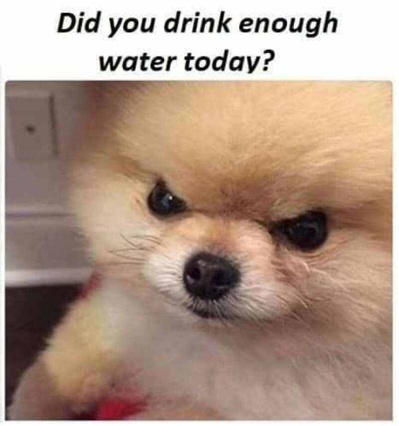 Did you drink enough water today? Cute Pomeranian puppy with a serious expression.