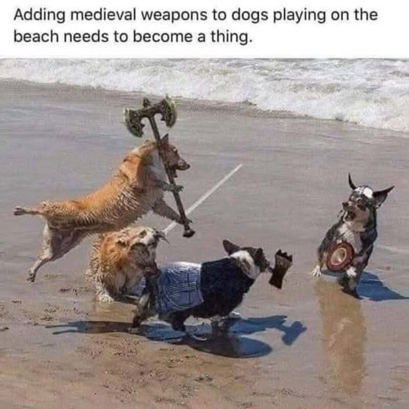 Dogs dressed as medieval warriors on the beach, with one holding an axe and shield.