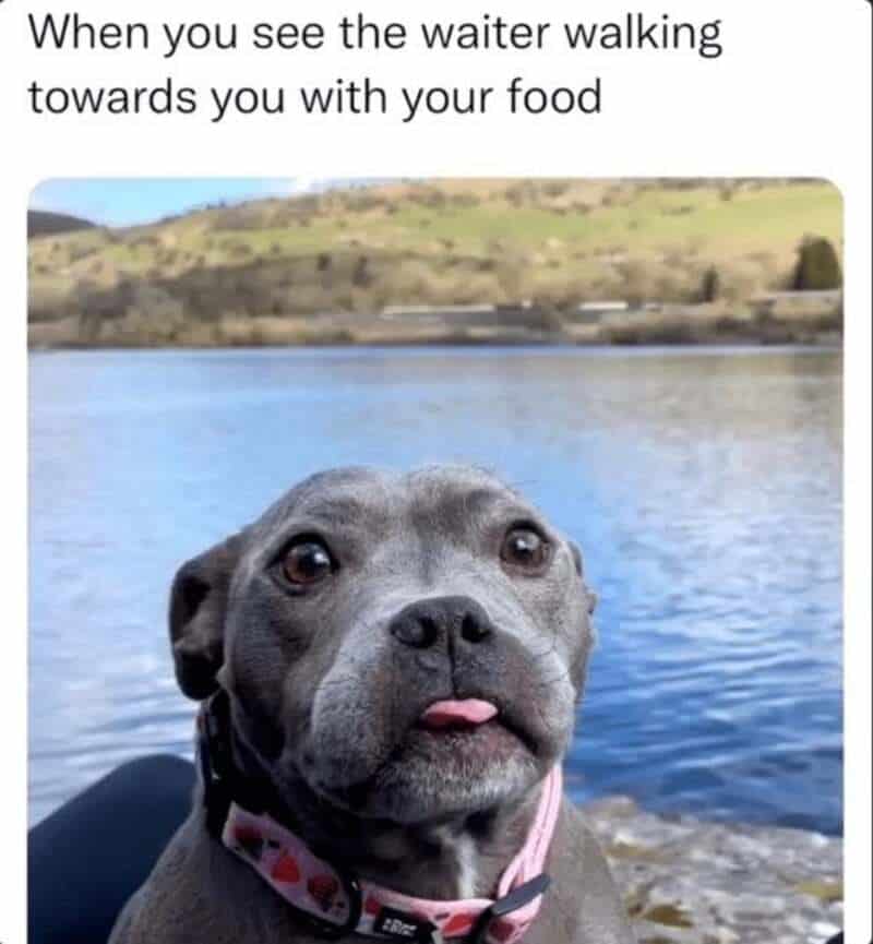 Dog with tongue out by water, caption about waiter walking towards with food.