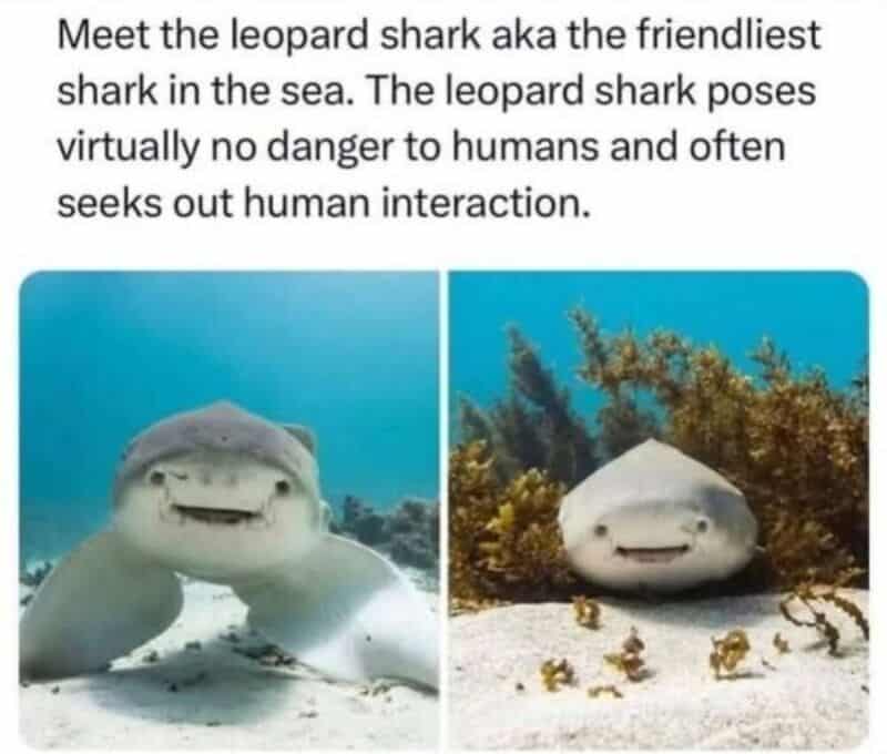 Leopard shark with a smiling face, underwater and on land.