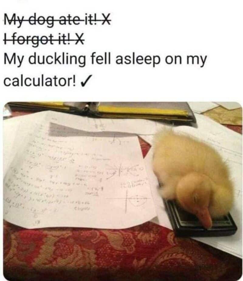 Duckling sleeping on calculator with papers and notes around it.