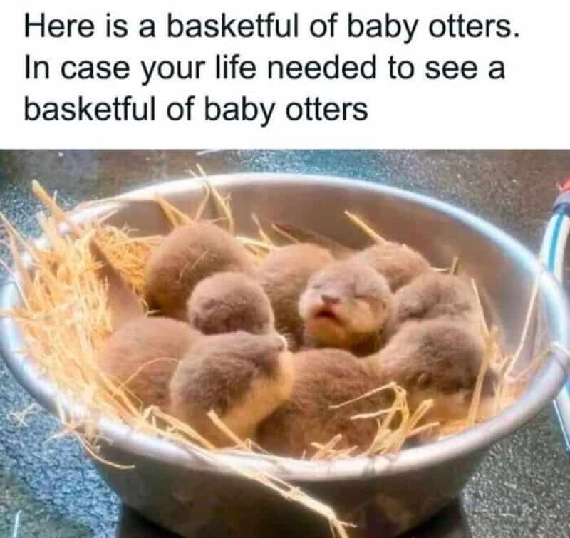 Basket of baby otters with a humorous caption about a basketful of baby otters.
