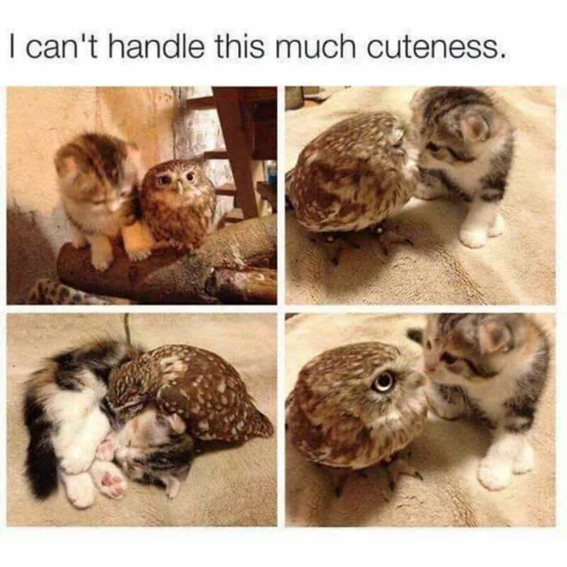 Cute kitten and owl with the caption 'I can't handle this much cuteness.'.