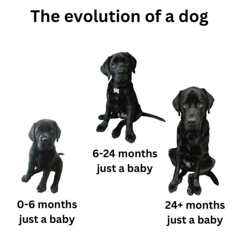 The evolution of a dog from 0-6 months, 6-24 months, and 24+ months.
