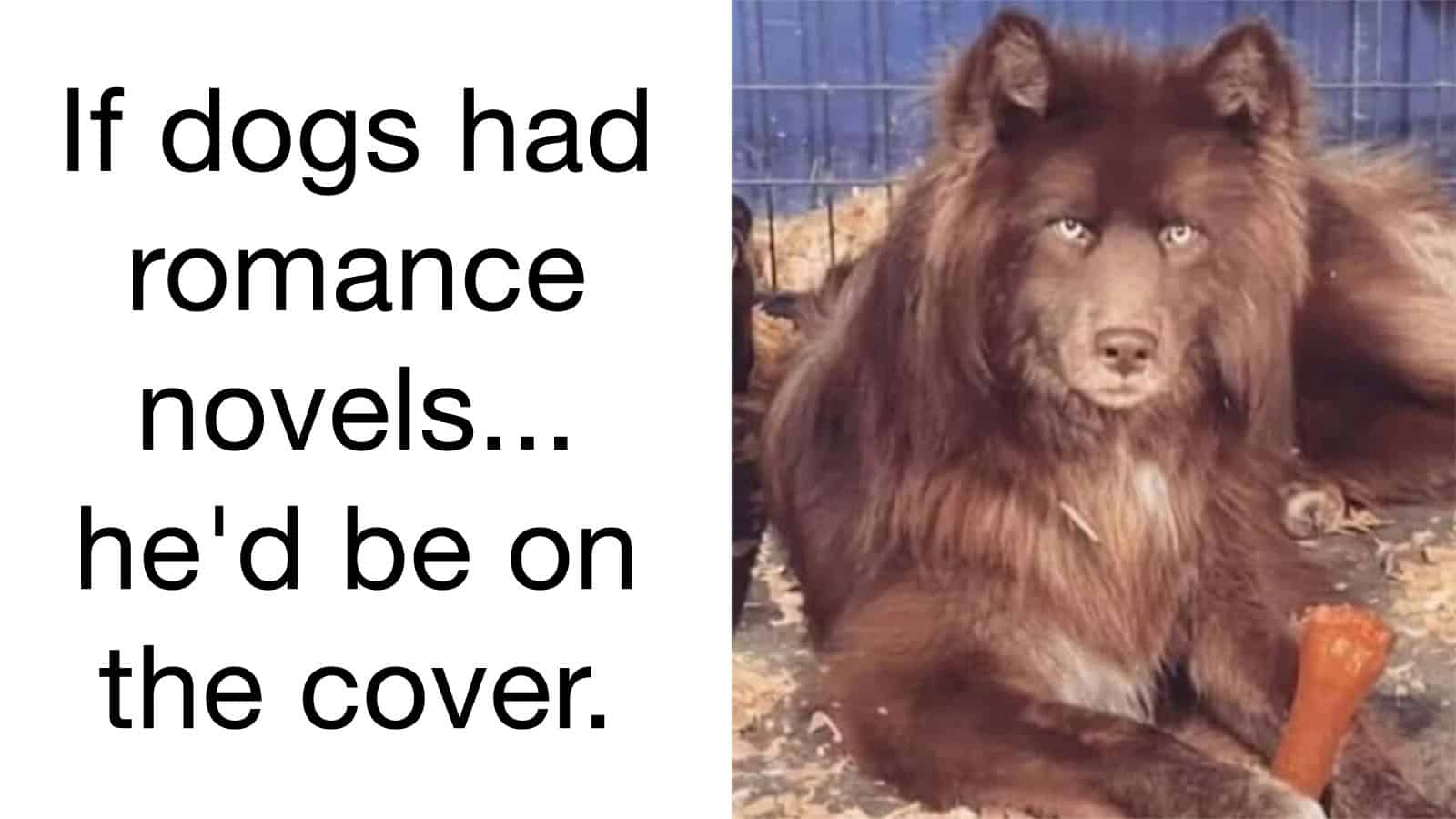 A dog with a lion's mane and a serious expression, lying on the ground.