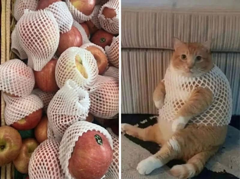 Apples wrapped in protective foam netting and a cat wearing a foam net.