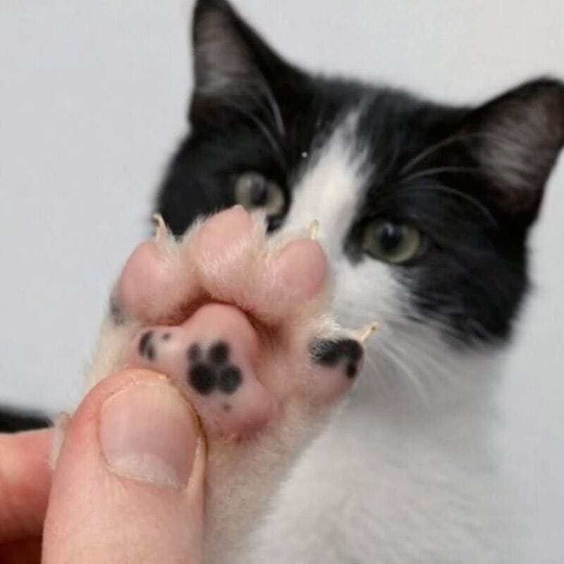 Close-up of a black and white cat with a paw showing pink paw pads and black spots.