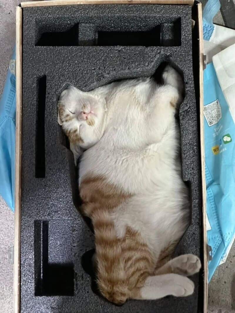 Sleeping cat in foam packaging with box and blue wrapping paper nearby.