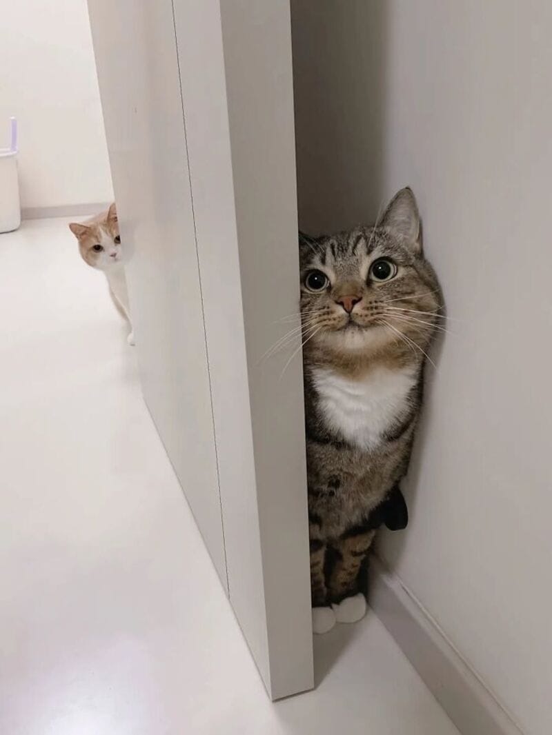 Two cats peeking from behind a door and a wall, one in the foreground and one in the background.