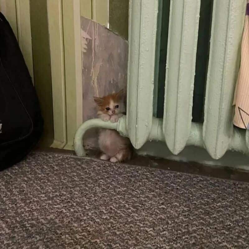 Small kitten peeking out from behind a radiator in a room.