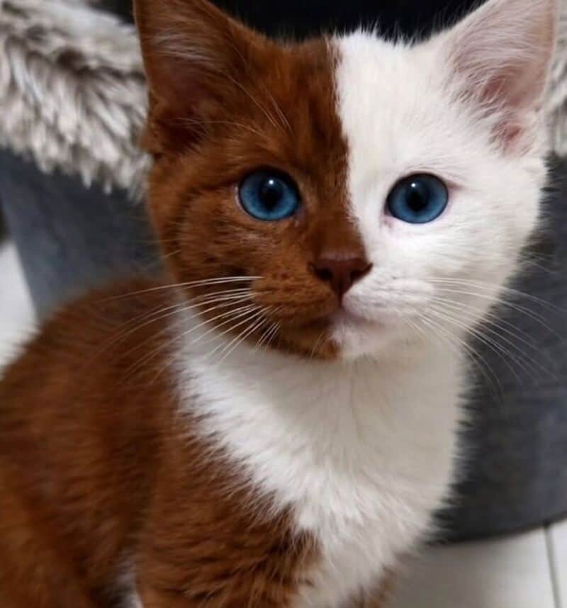 Cute kitten with half brown and half white fur and blue eyes.
