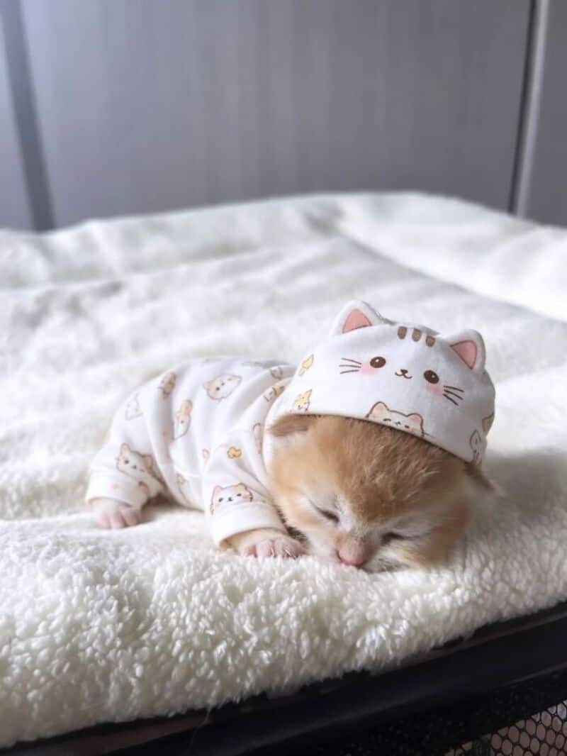 Cute kitten sleeping on a bed wearing a cat-themed hat and pajamas.