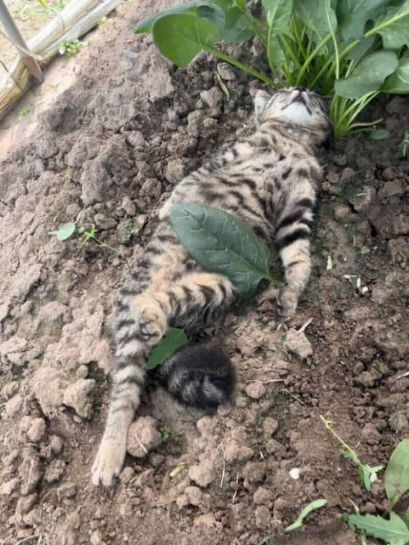 Cute tiger-striped kitten sleeping on soil near green plants.