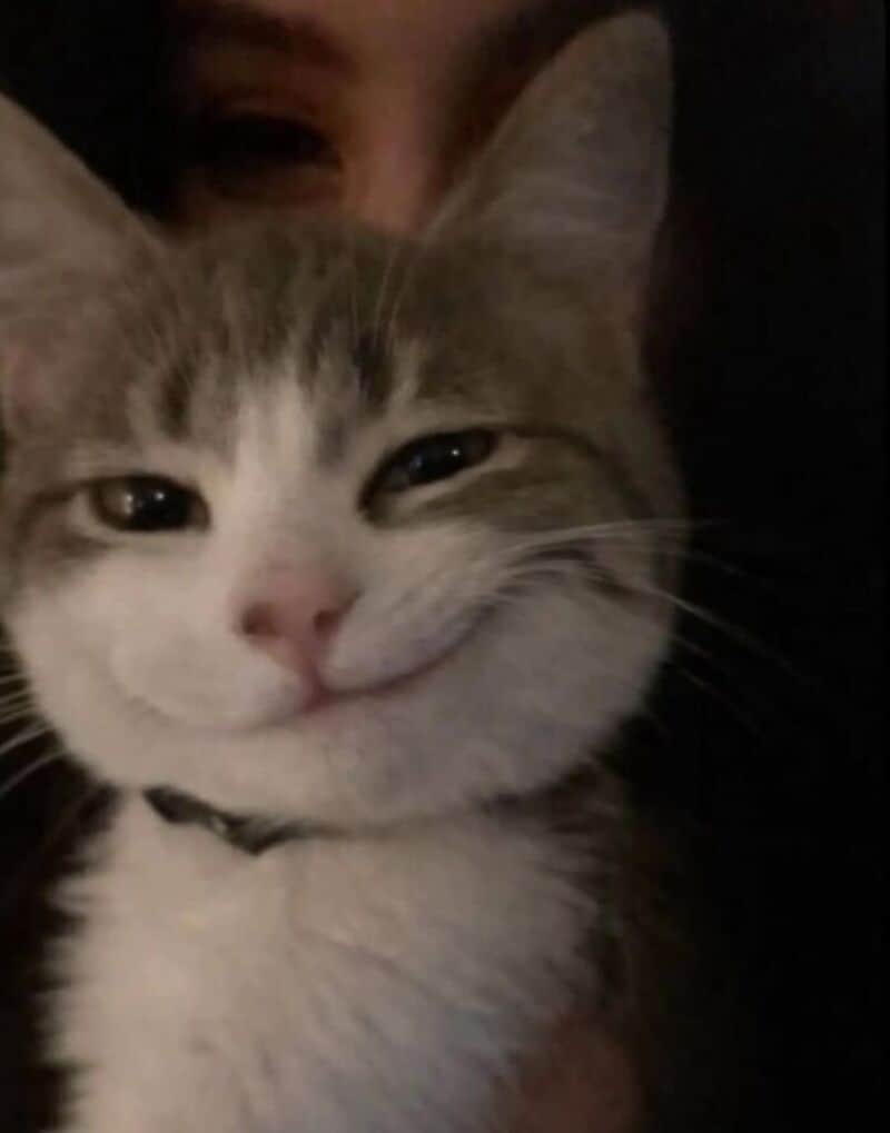 Smiling gray and white cat with a person partially visible in the background.