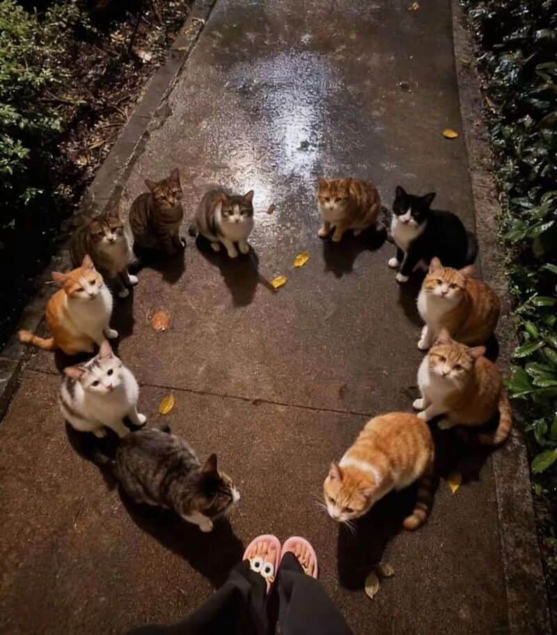 Ten cats sitting in a circle on a wet sidewalk at night, viewed from above.