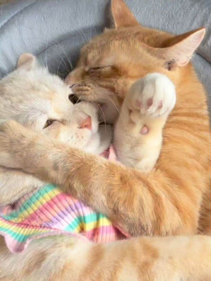 Two cats cuddling, one orange and one cream-colored, on a gray surface.