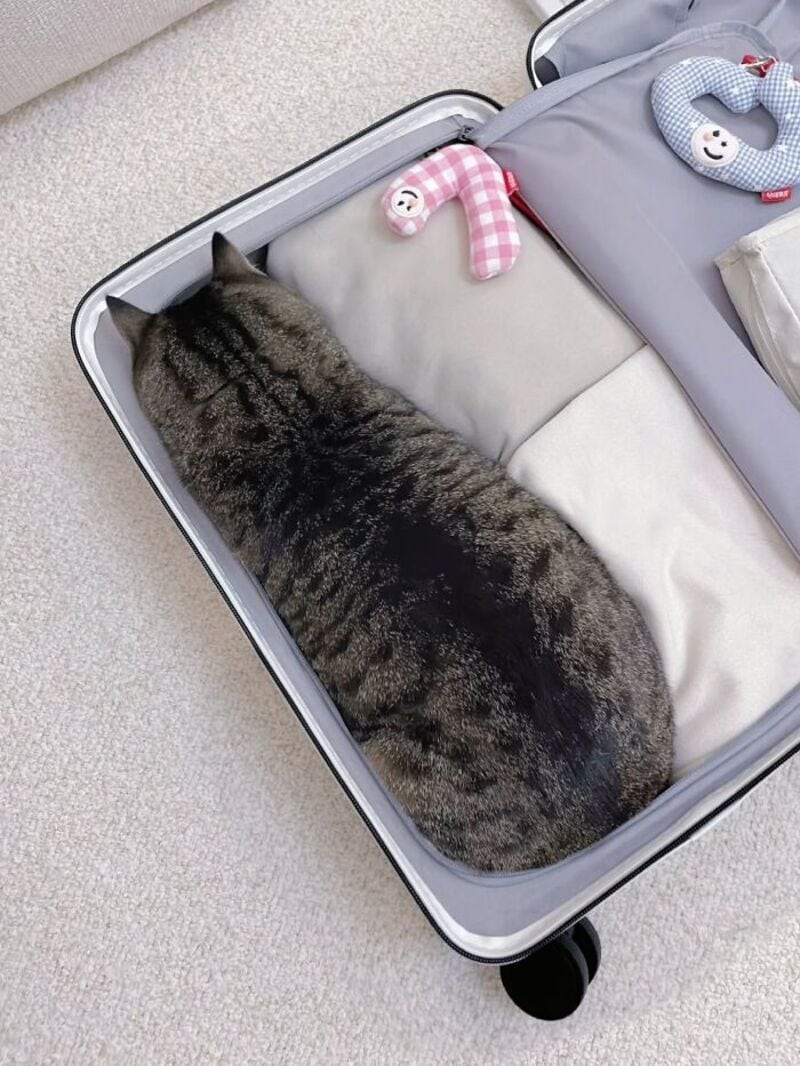 A tabby cat lying in an open suitcase with baby clothes and toys.