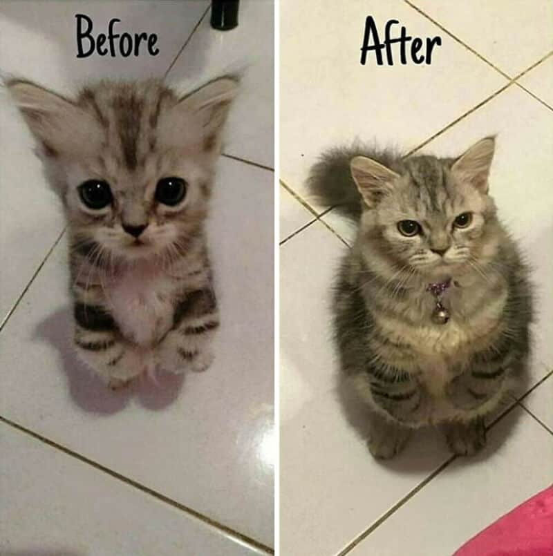 Before and after photos of a kitten, showing grooming transformation.