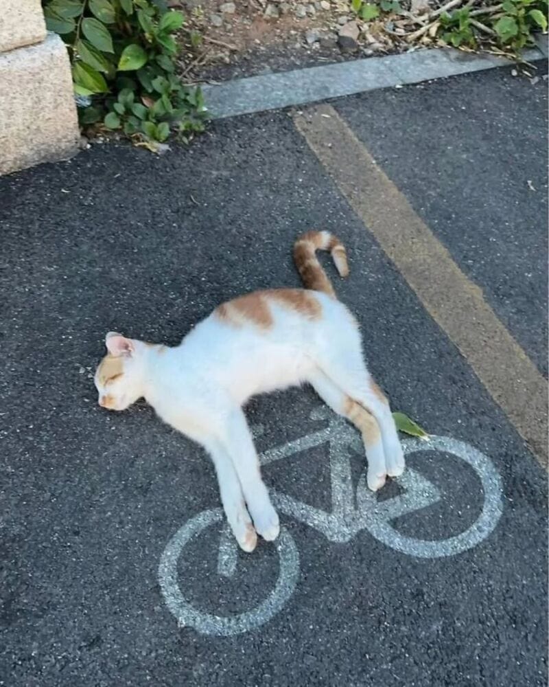 Cat lying on a bicycle parking space painted on the ground.