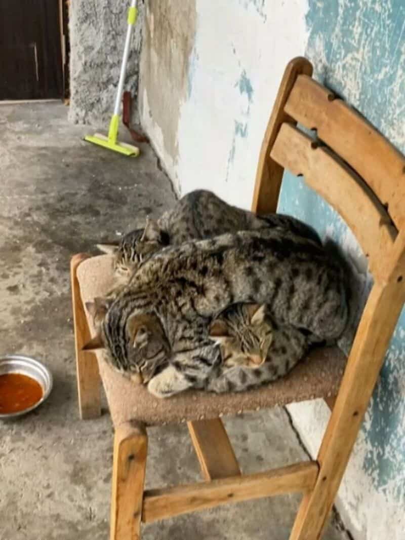 Three cats cuddling on a wooden chair in a rustic setting.