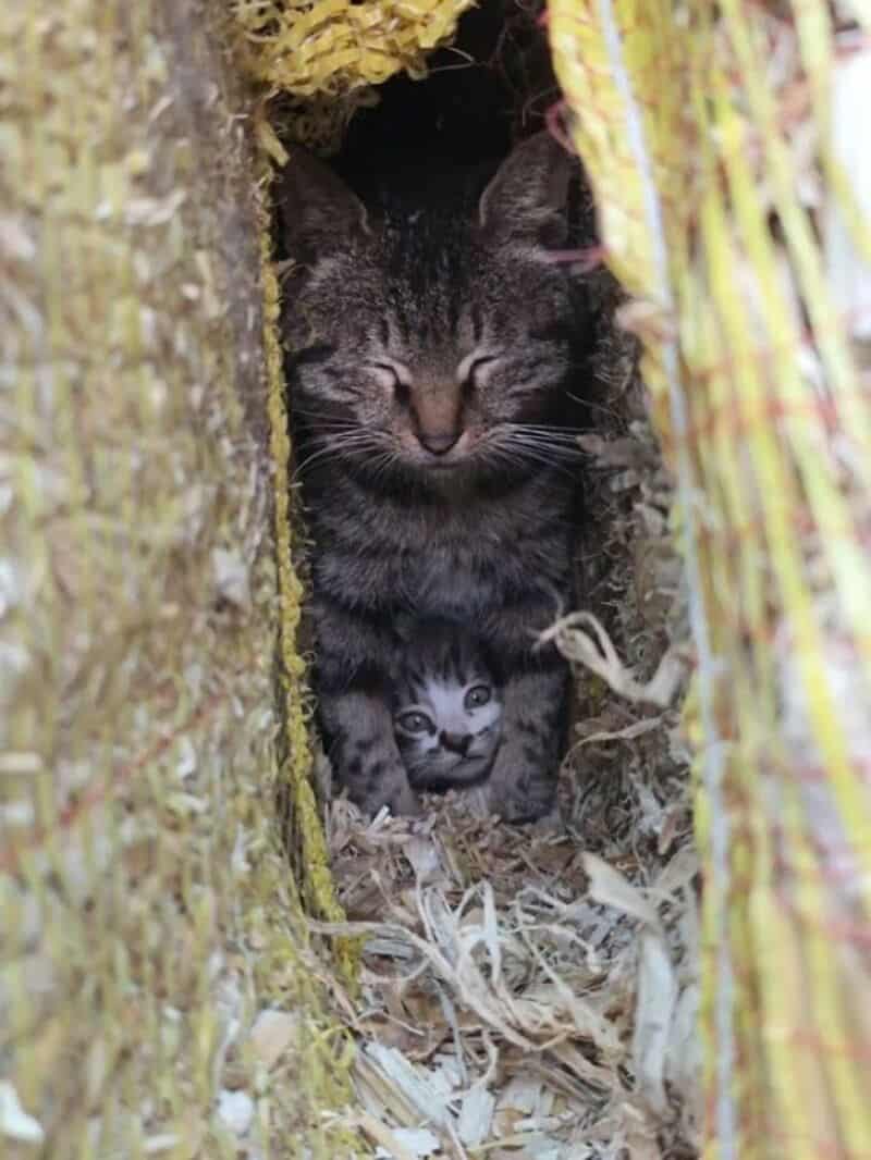 Two cats in a nest, one adult and one kitten, surrounded by straw and grass.