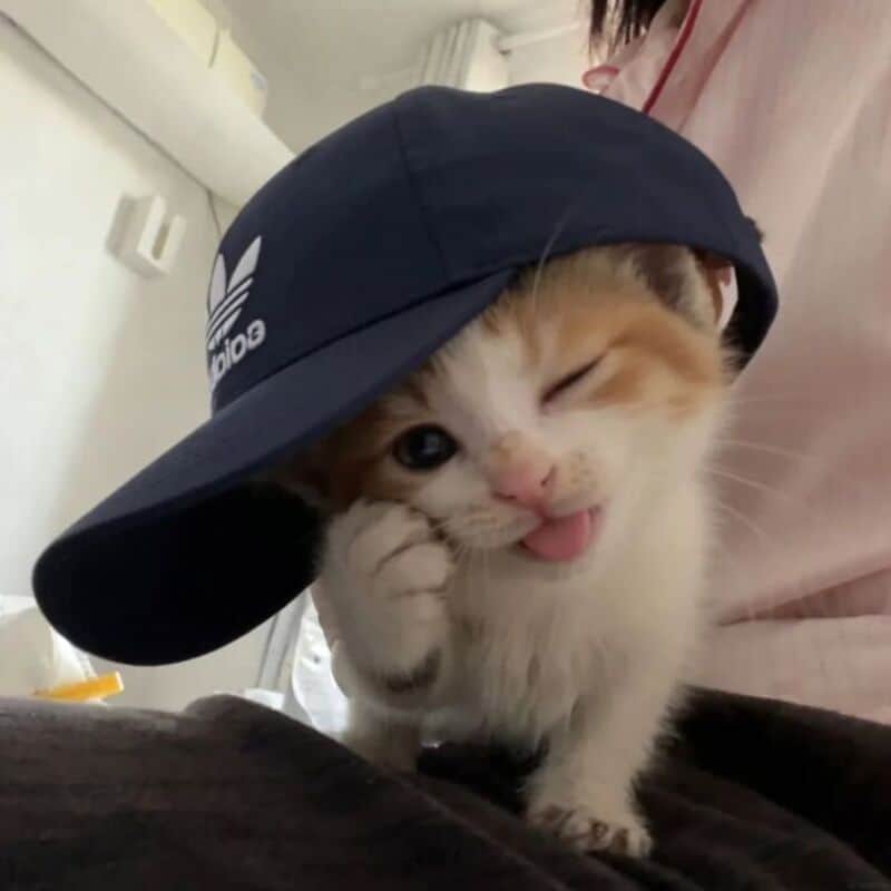 Cute kitten wearing a black Adidas cap, winking and sticking out tongue.