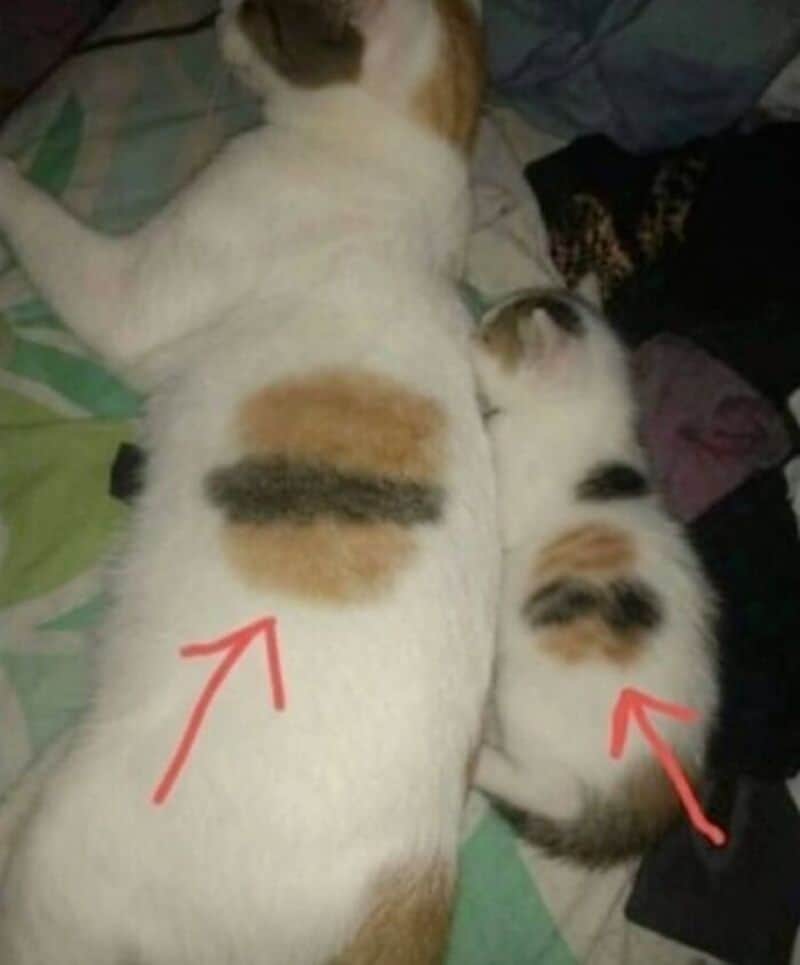 Two cats lying on a bed, one with a calico pattern and the other with a black and white pattern.