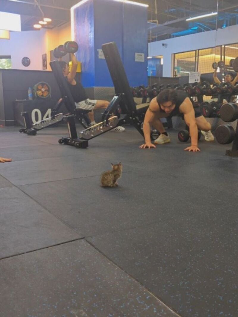 A woman working out in a gym with a tiny kitten on the floor.