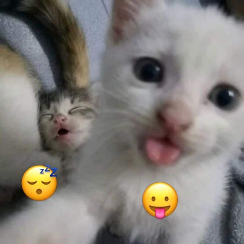 Two kittens, one white with open mouth and tongue out, one sleeping with closed eyes.
