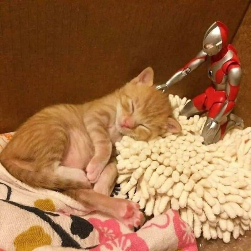 Cute orange kitten sleeping with a toy robot on a blanket.