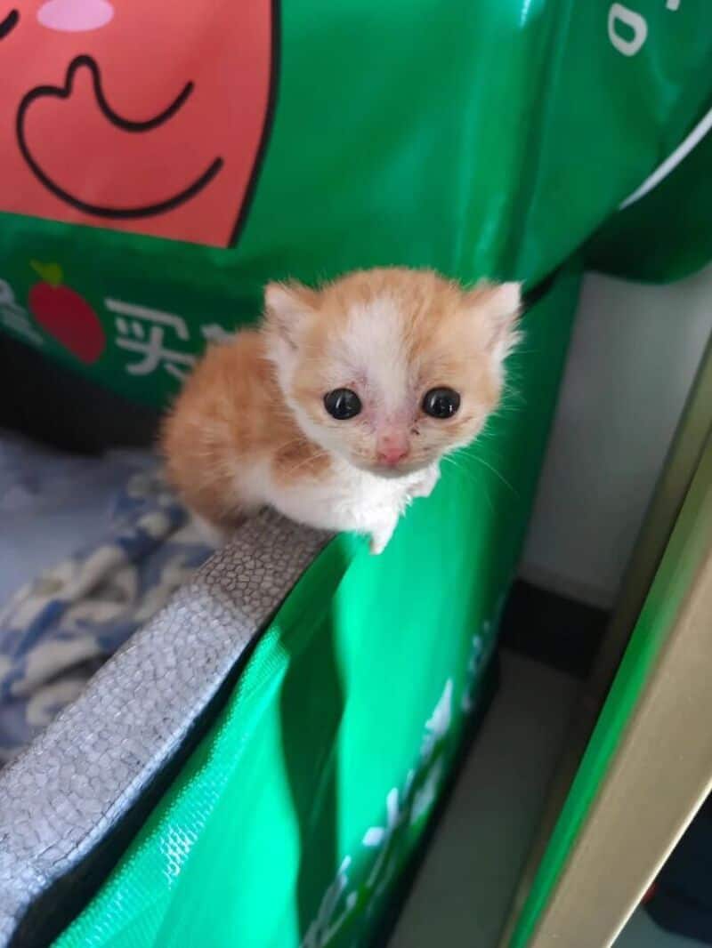 Adorable tiny orange and white kitten with big eyes sitting on a green surface.