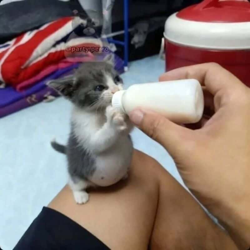 Cute kitten being fed with a bottle, sitting on a person's knee.
