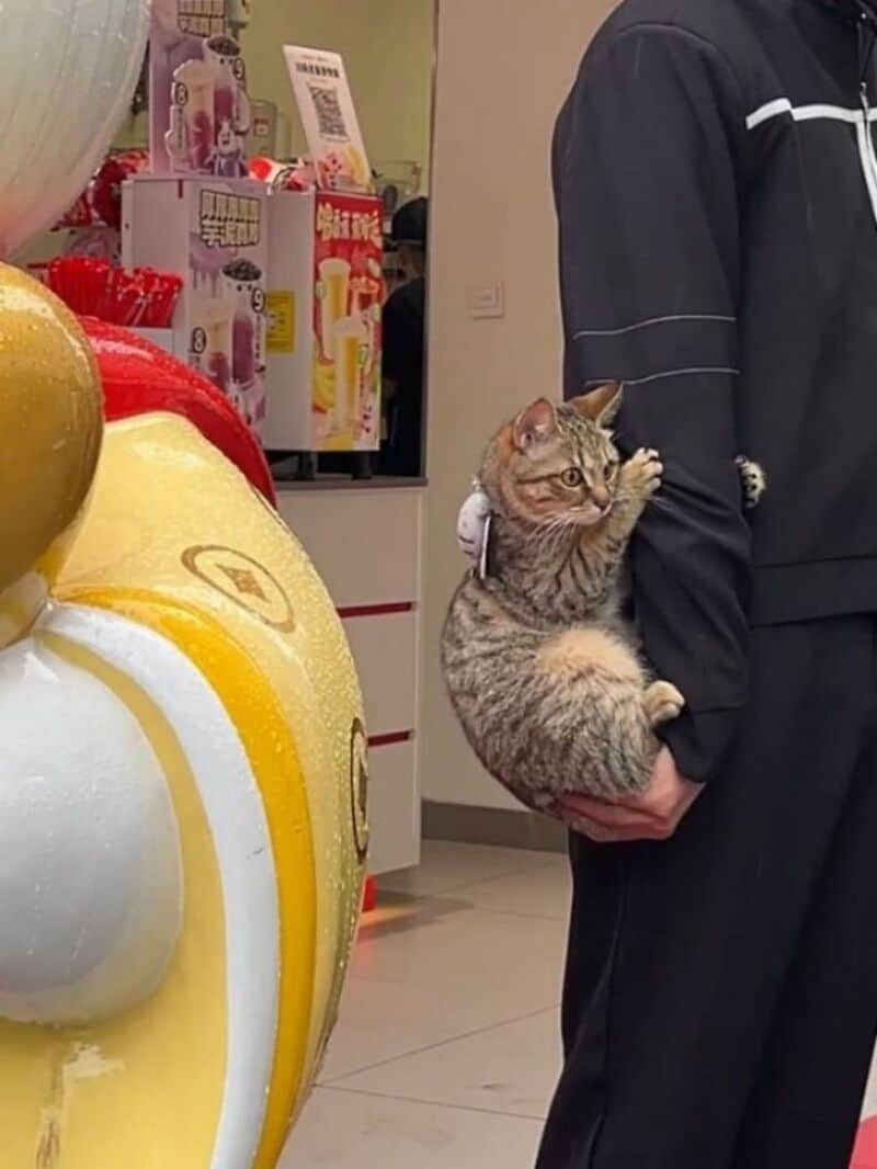 A person holding a tabby cat in a store, with toys and snacks in the background.