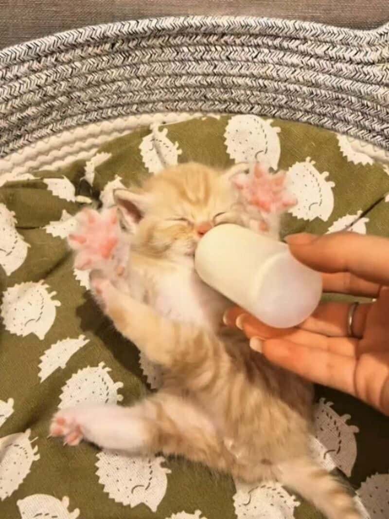 Cute orange kitten drinking milk from a bottle, lying on a patterned blanket.