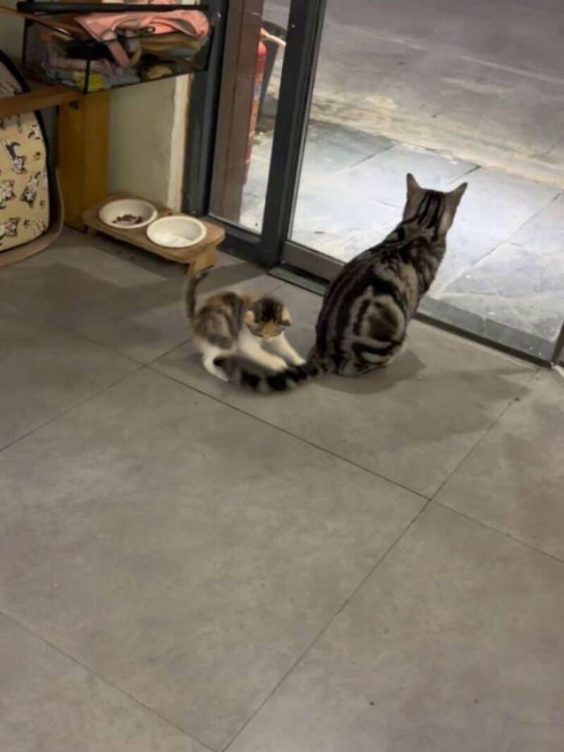 Two cats, one large and one small, sit by a glass door looking outside.