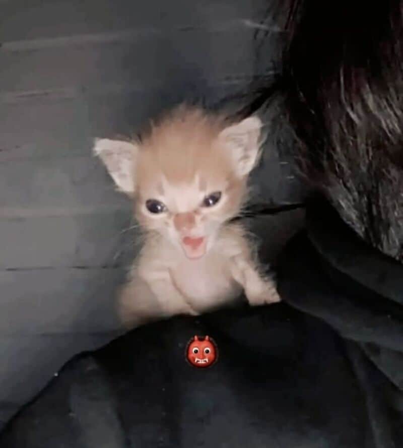 Small kitten with open mouth, showing tiny teeth, on a dark background.