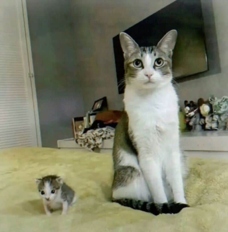 A large cat and a tiny kitten sitting on a bed in a room.