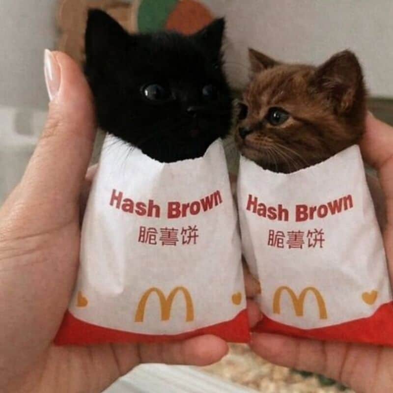 Two kittens in McDonald's Hash Brown bags, one black and one brown, held by hands.