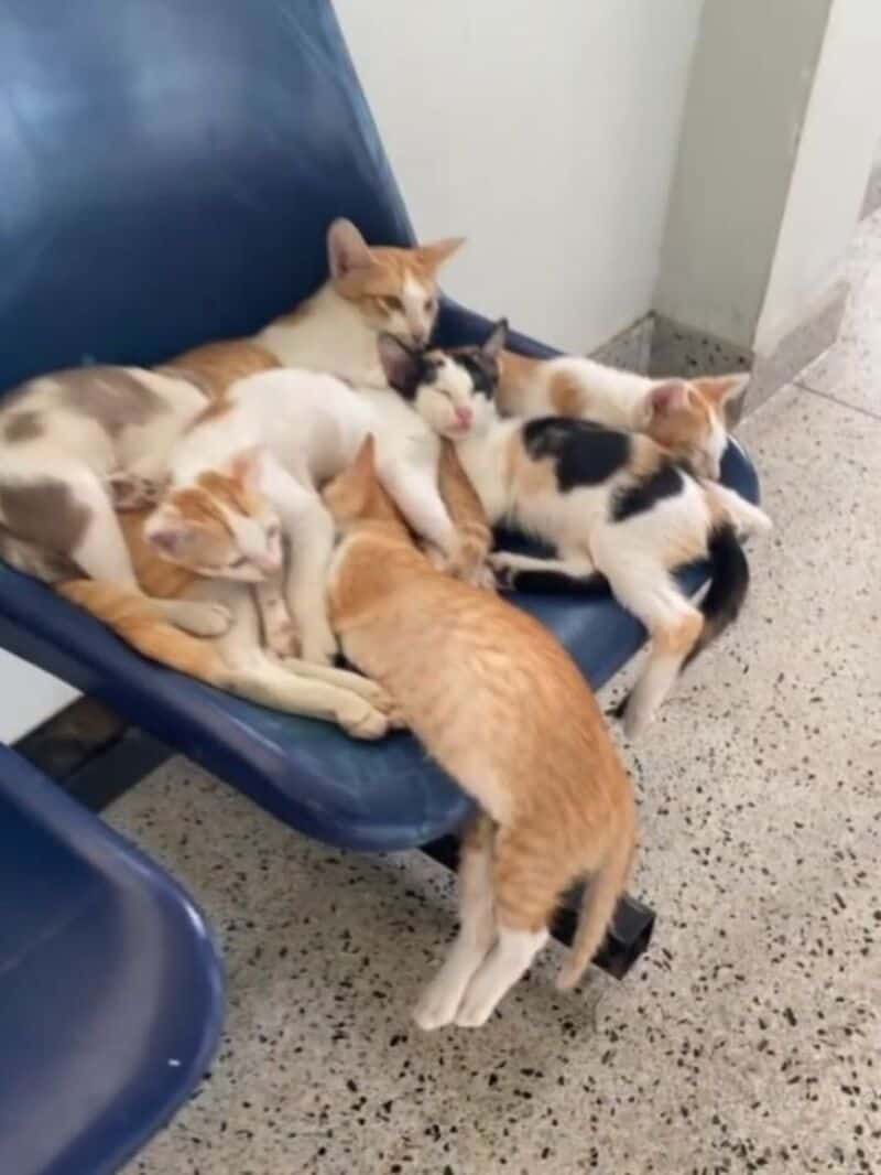 Group of cats sleeping on a blue bench in a waiting area.