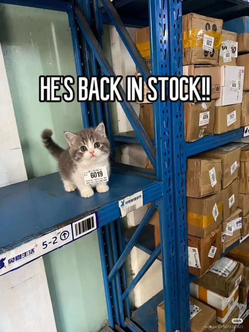 Cute kitten on warehouse shelf with text 'HE'S BACK IN STOCK!'.