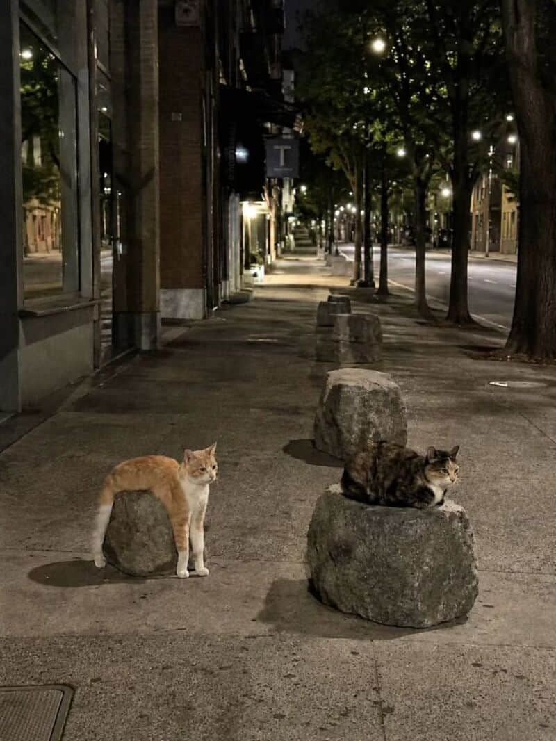 Two cats on city sidewalk at night, one standing and one lying on a rock.