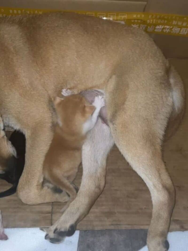 Kitten nursing from mother dog, both on a wooden floor.
