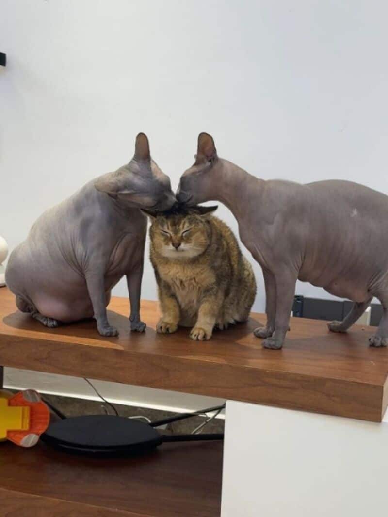 Two Sphynx cats kiss a tabby cat on the head on a wooden table.