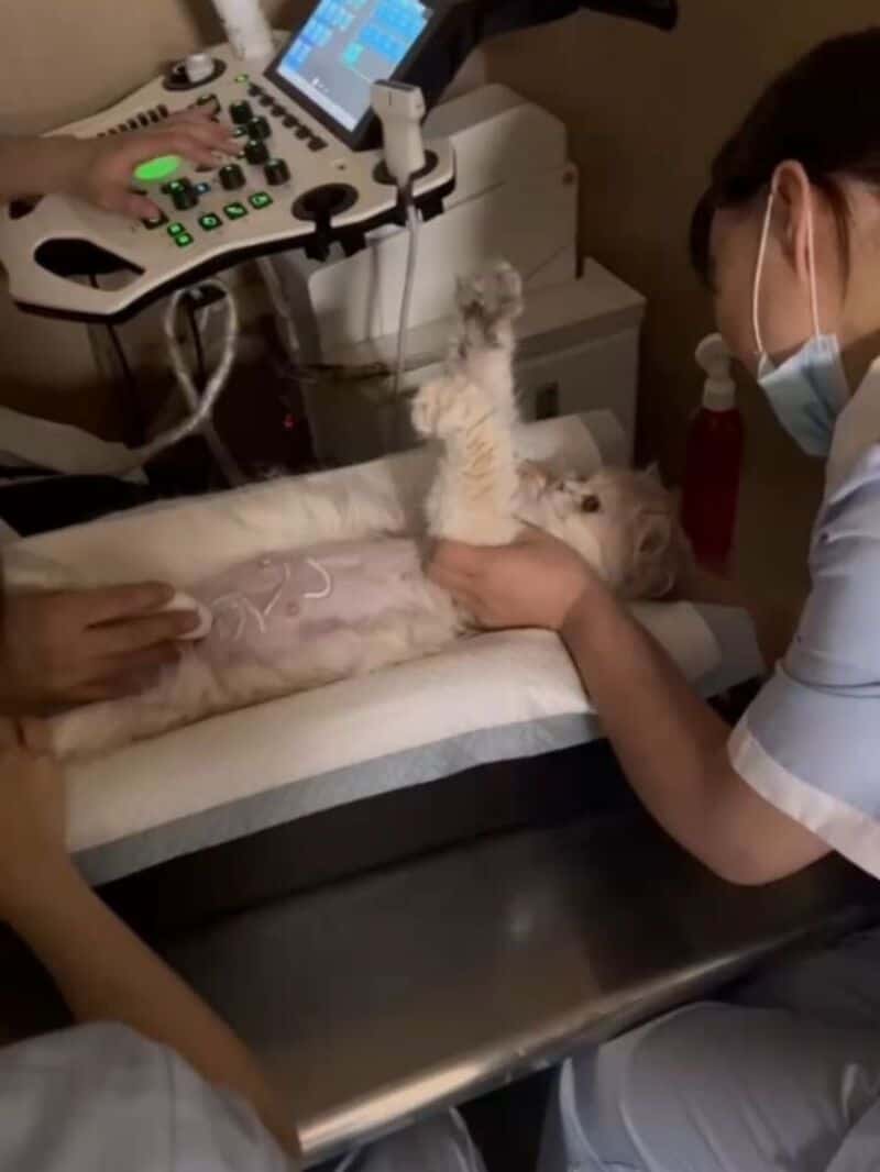 Cat undergoing ultrasound with vet and technician in a clinic.