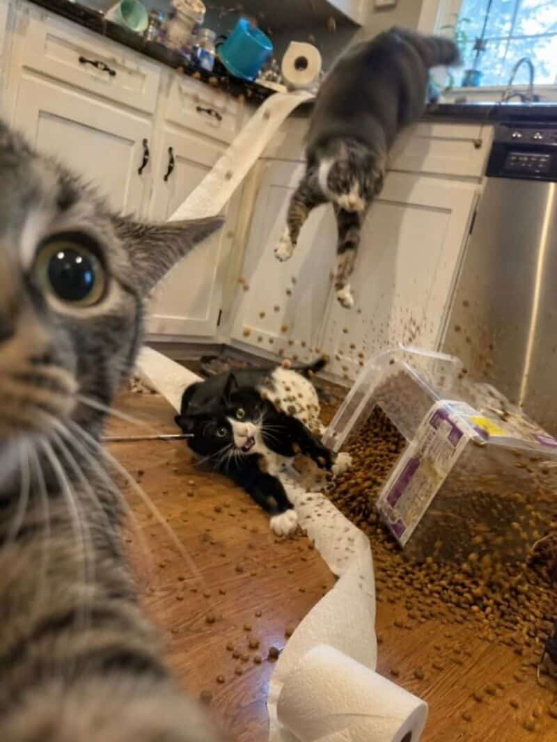 Three cats in a kitchen with spilled food and a paper towel roll on the floor.