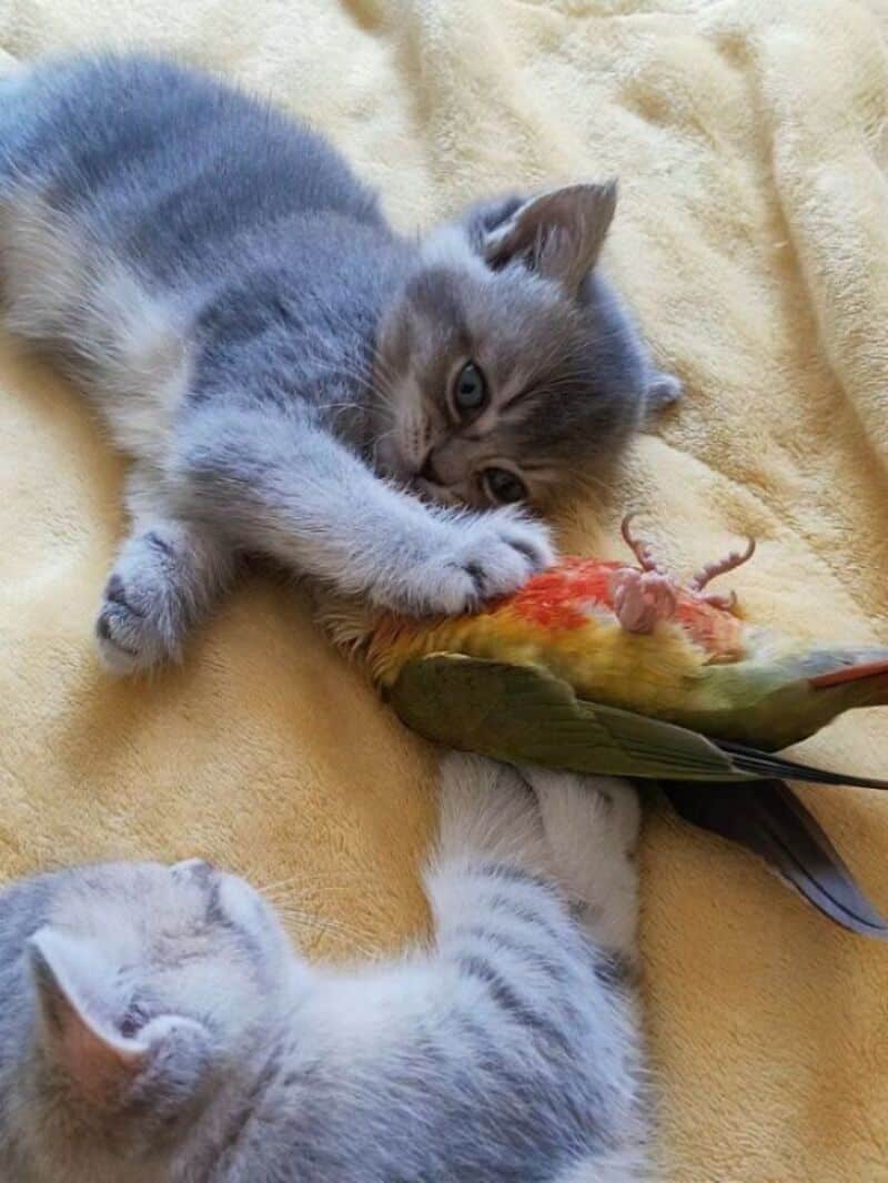Gray kitten playing with a colorful toy bird on a yellow blanket.