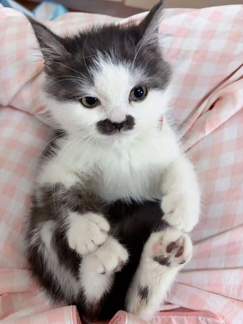 Cute black and white kitten with a distinctive black spot on its nose.