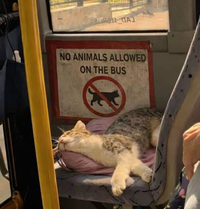Cat sleeping on a bus seat with a 'No Animals Allowed' sign behind it.